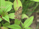 SX06887 Speckled Wood butterfly (Pararge aegeria).jpg